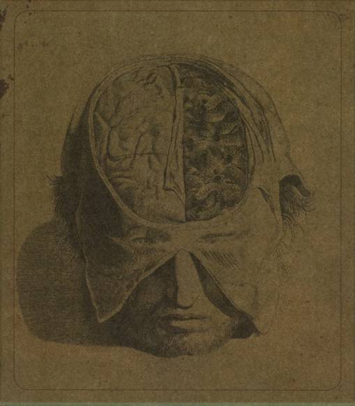 Okładka Farsot - Insects