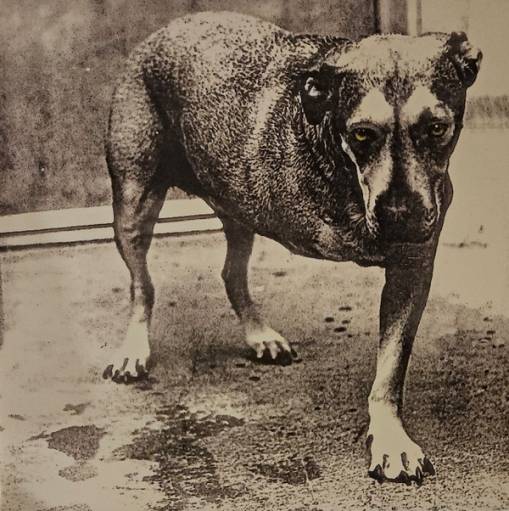 Okładka Alice In Chains - Alice In Chains