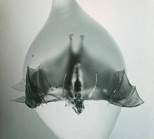 Okładka Unprocessed - Angel